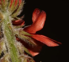 Indigofera tomentosa