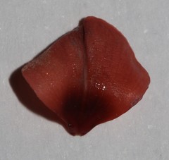 Indigofera tomentosa