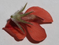 Indigofera tomentosa