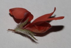 Indigofera tomentosa