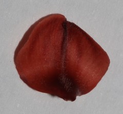 Indigofera tomentosa