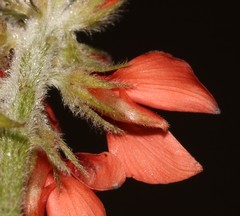 Indigofera tomentosa