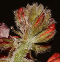 Indigofera tomentosa