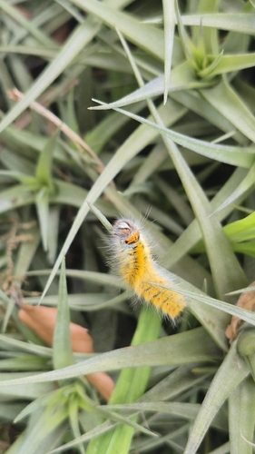 Grass Eggar