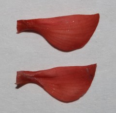 Indigofera tomentosa