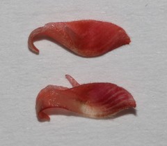 Indigofera tomentosa