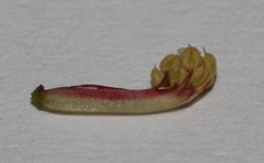 Indigofera tomentosa