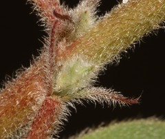 Indigofera tomentosa