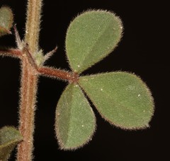 Indigofera tomentosa
