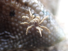 Neohymenicus pubescens