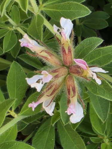 Hairy Canary-clover