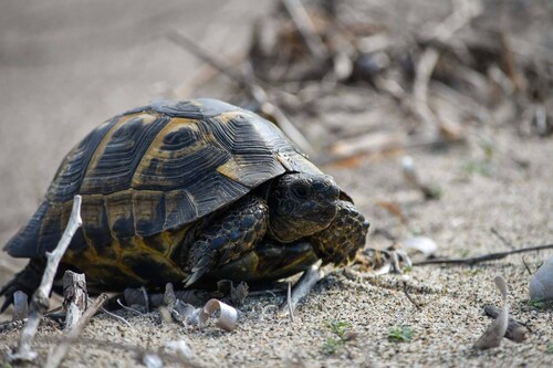 Greek Tortoise