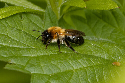 Grey-patched Mining Bee, Nieuwe Niedorp, Netherlands, photo 9 of 10