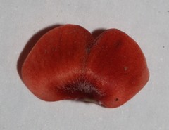 Indigofera sinusalgoae