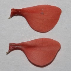 Indigofera sinusalgoae