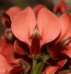Indigofera sinusalgoae