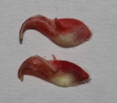 Indigofera sinusalgoae