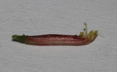 Indigofera sinusalgoae
