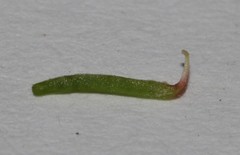 Indigofera sinusalgoae