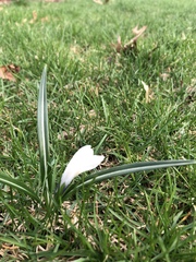 Crocus