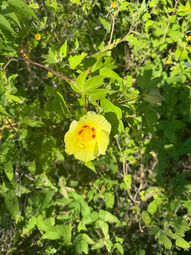 Gossypium darwinii, photograph 6