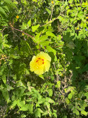 Gossypium darwinii, photograph (c) Karen Guin, some rights reserved (CC BY)