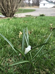 Crocus