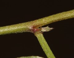 Indigofera sinusalgoae