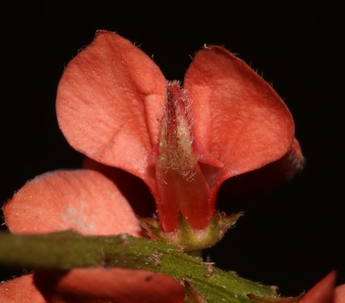 Image of Indigofera sinusalgoae by (c) Brian du Preez, some rights reserved (CC BY-SA)