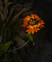 Epidendrum fulgens