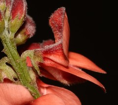 Indigofera sinusalgoae