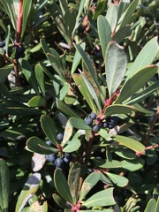 Tasmannia xerophila