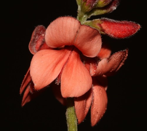 Image of Indigofera sinusalgoae by (c) Brian du Preez, some rights reserved (CC BY-SA)