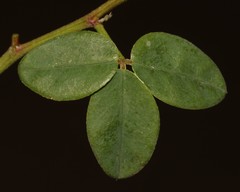 Indigofera sinusalgoae