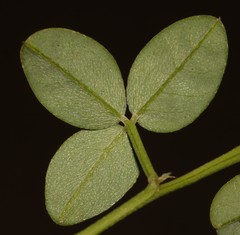 Indigofera sinusalgoae