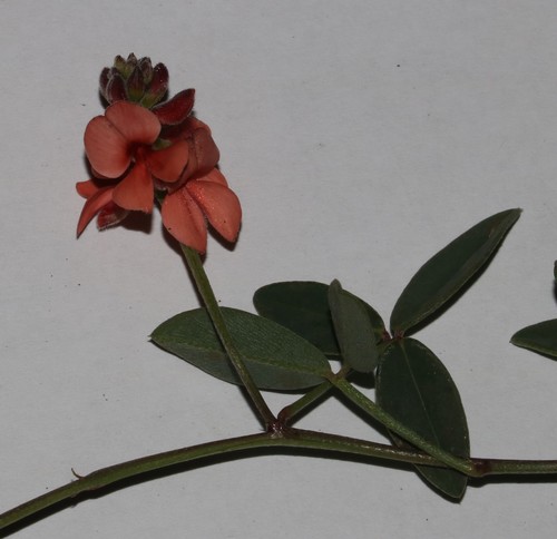 Image of Indigofera sinusalgoae by (c) Brian du Preez, some rights reserved (CC BY-SA)