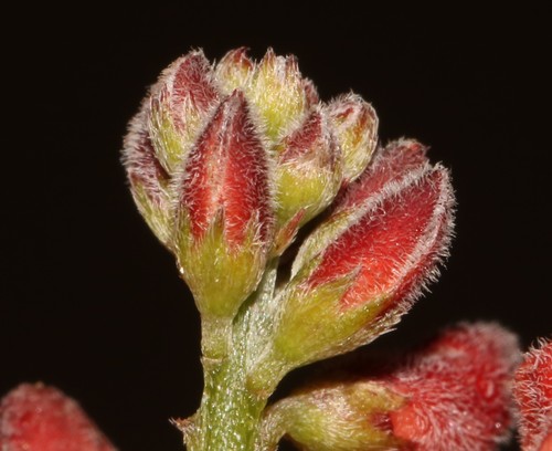 Image of Indigofera sinusalgoae by (c) Brian du Preez, some rights reserved (CC BY-SA)