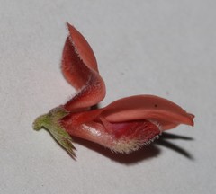 Indigofera sinusalgoae