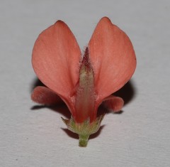 Indigofera sinusalgoae