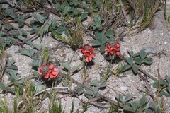 Indigofera tomentosa