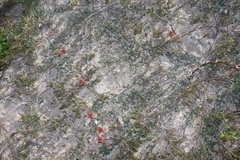 Indigofera tomentosa