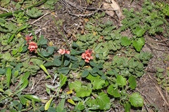 Indigofera sinusalgoae