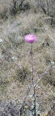 Cirsium neomexicanum