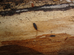 Uleiota