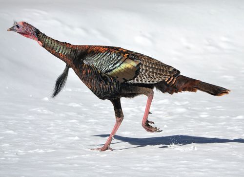 Wild Turkey
