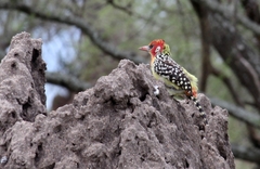 Trachyphonus erythrocephalus