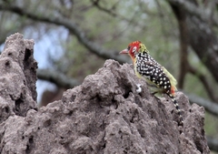 Trachyphonus erythrocephalus