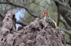 Trachyphonus erythrocephalus