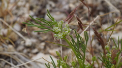 Spermolepis infernensis