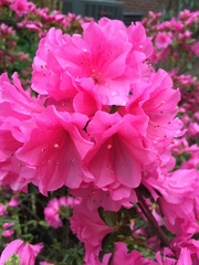 Rhododendron simsii